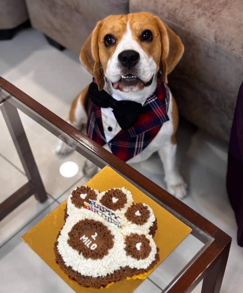 Beagle wearing a plaid bow-tie outfit looking at a Pawradise paw-shaped birthday cake with his name Milo