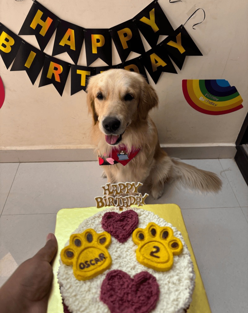 Golden Retriever enjoying his birthday celebration with a custom paw-print cake