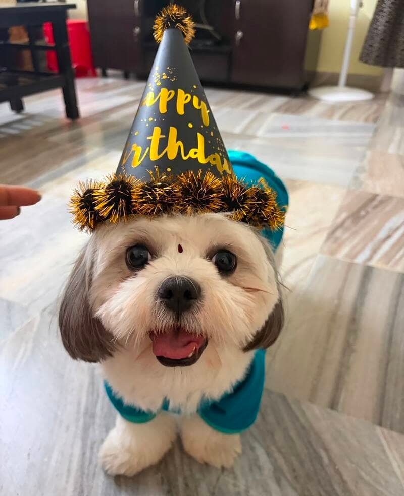 Happy Shih Tzu wearing a festive birthday hat and party outfit