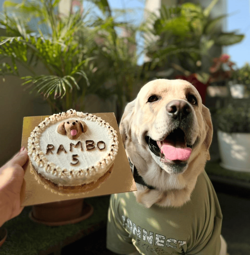 Happy Labrador celebrating his fifth birthday with a custom pet-friendly cake